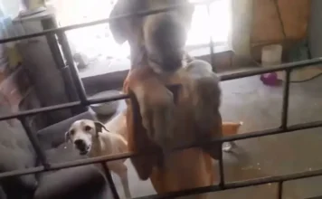 Mãe e filha são presas por maus-tratos a quatro cachorros e um gato em Cascavel, no Ceará